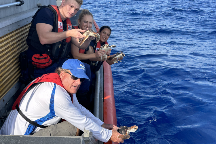 Image: NOAA Releases 79 Florida Loggerhead Sea Turtles into the Wild