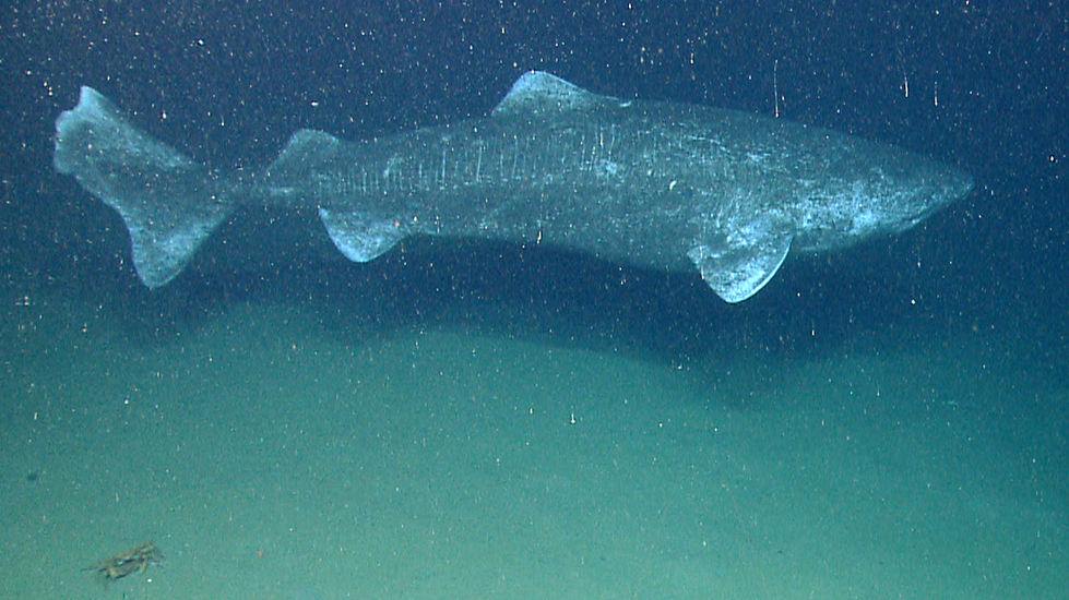 Photograph of a mottled shark near the seafloor in dark, slightly murky deep water