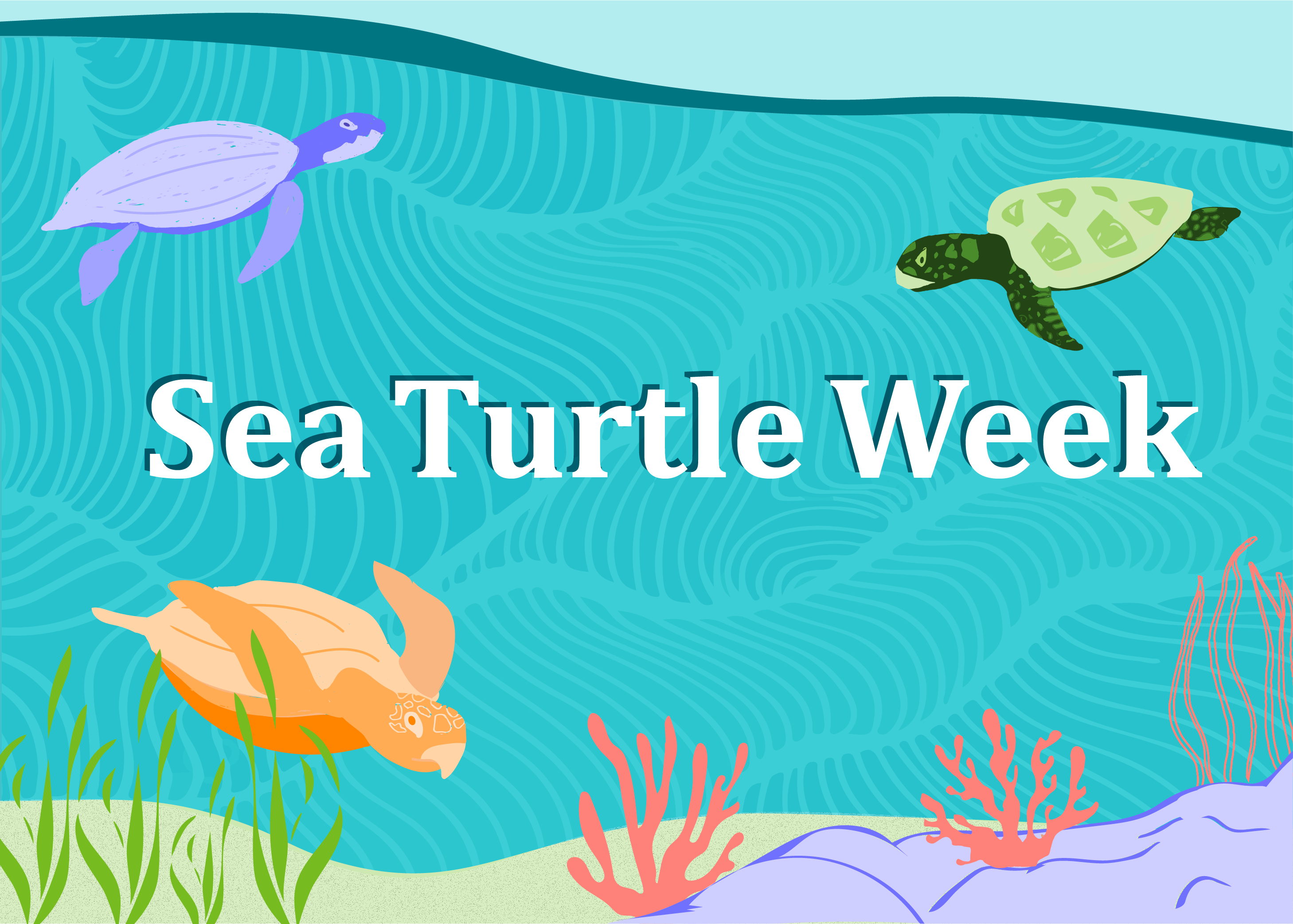 Image: Swim into Sea Turtle Week