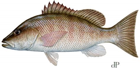 NOAA Fisheries and Gulf States Marine Fisheries Commission Announce Red Snapper Data Improvement Projects – NOAA Fisheries (.gov)
