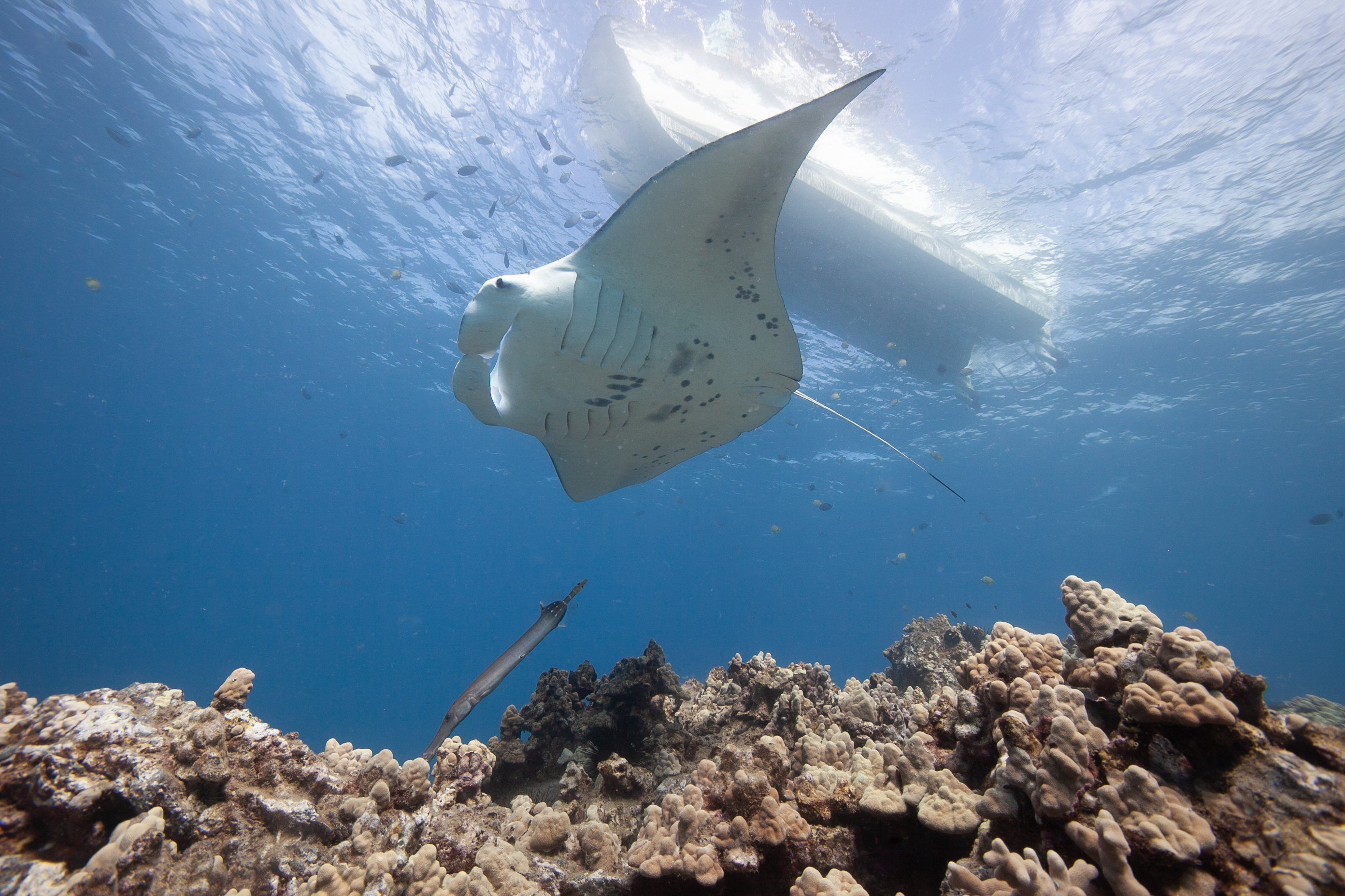 Image: Genetic Study Finds Reef Manta Rays Stay Close to Home