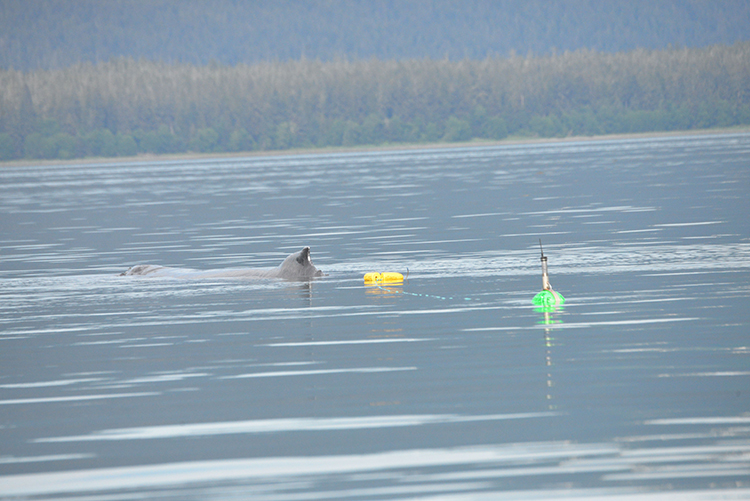 Image: Report Your Sightings of Two Entangled Humpbacks Last Seen Near Juneau