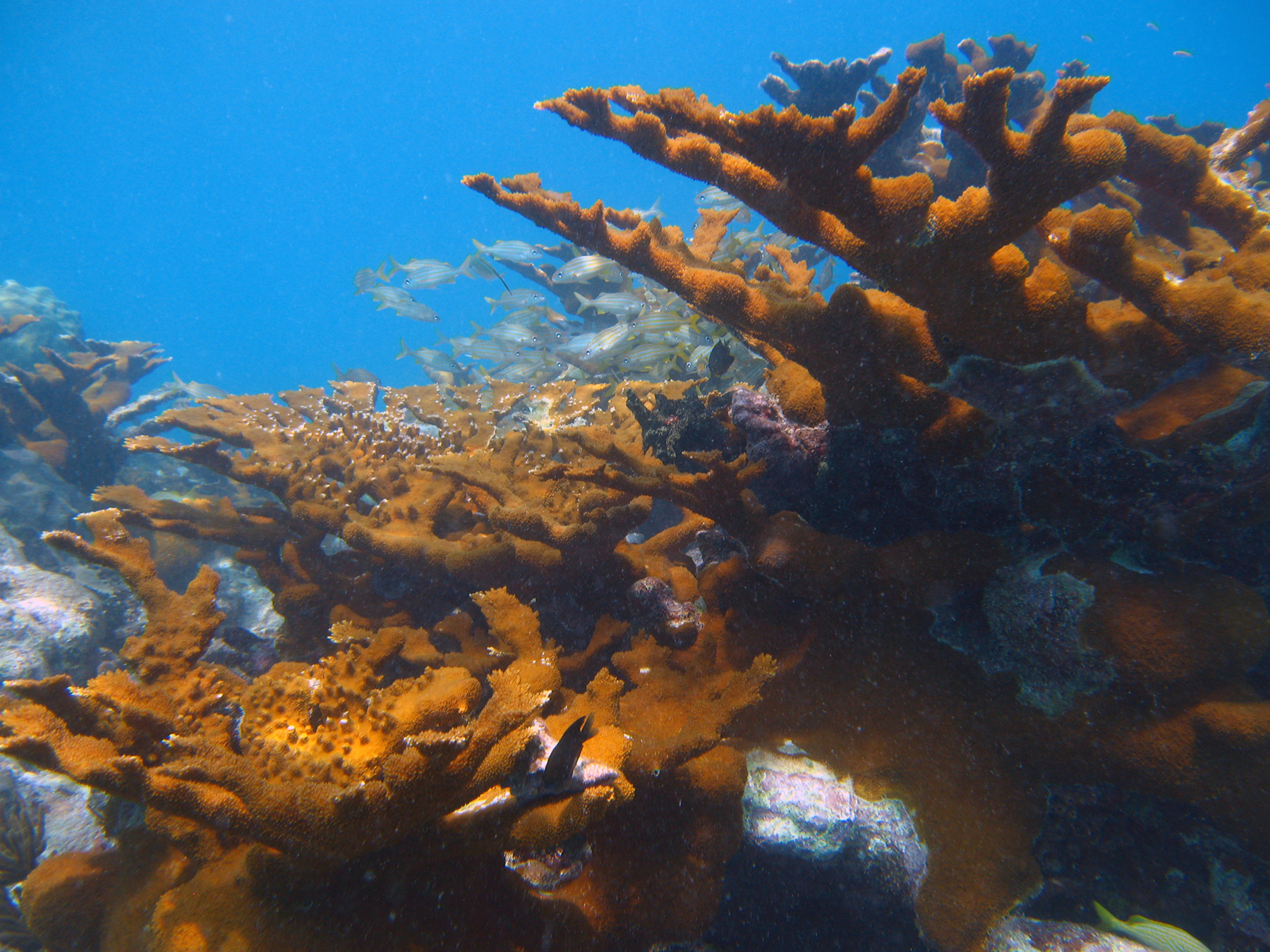Image: Restoring Florida's Iconic Coral Reefs
