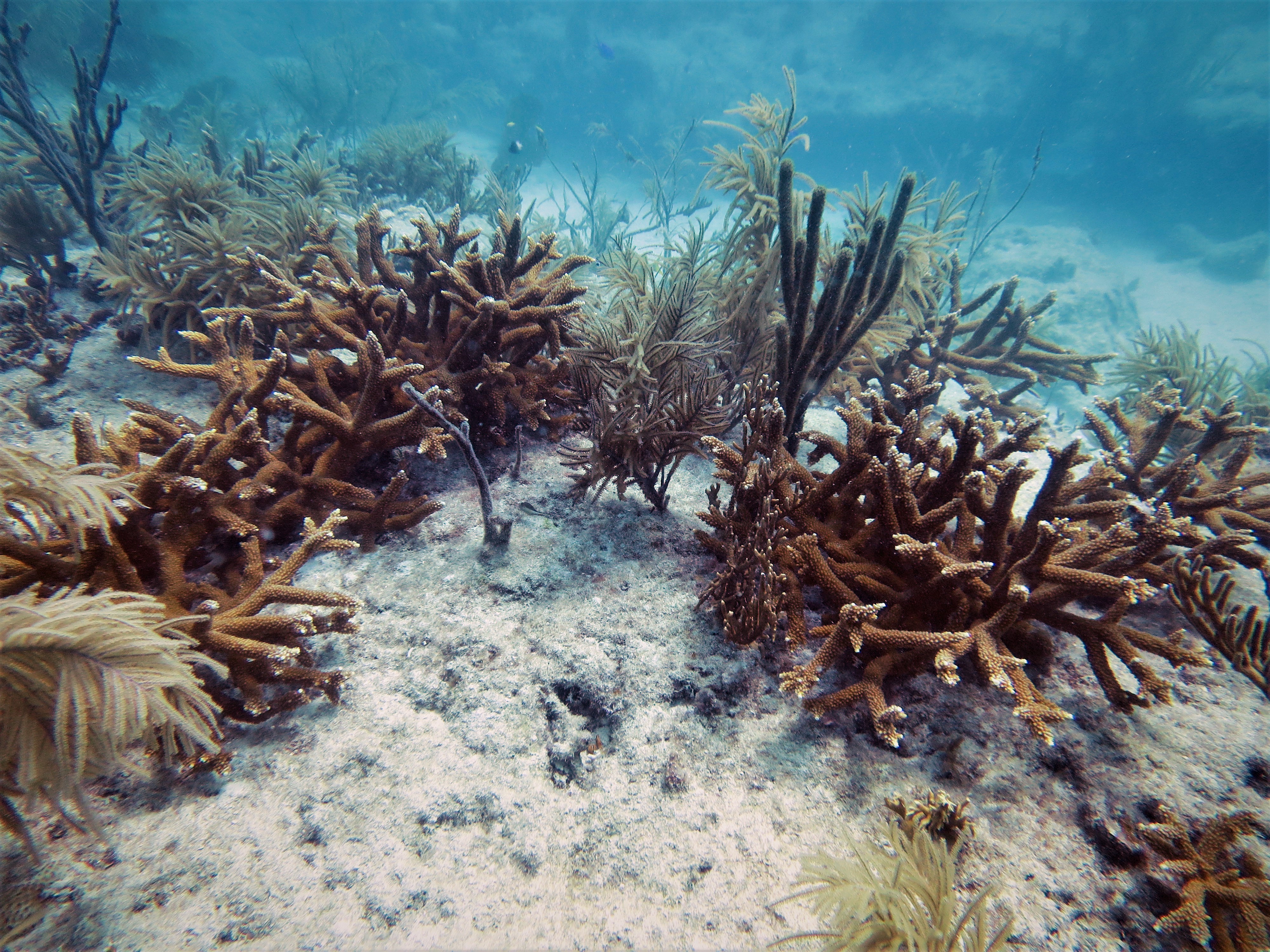 Image: More Than $910,000 Recommended for Ruth Gates Coral Restoration Innovation Grants Projects