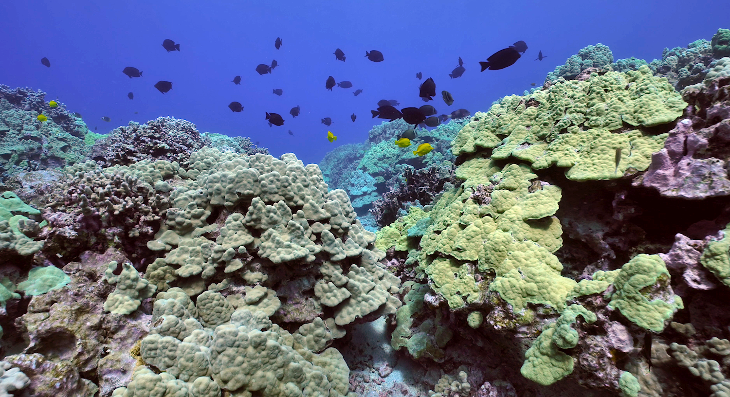 Image: Coral Reefs Benefit From Reduced Land-Sea Impacts Under Ocean Warming