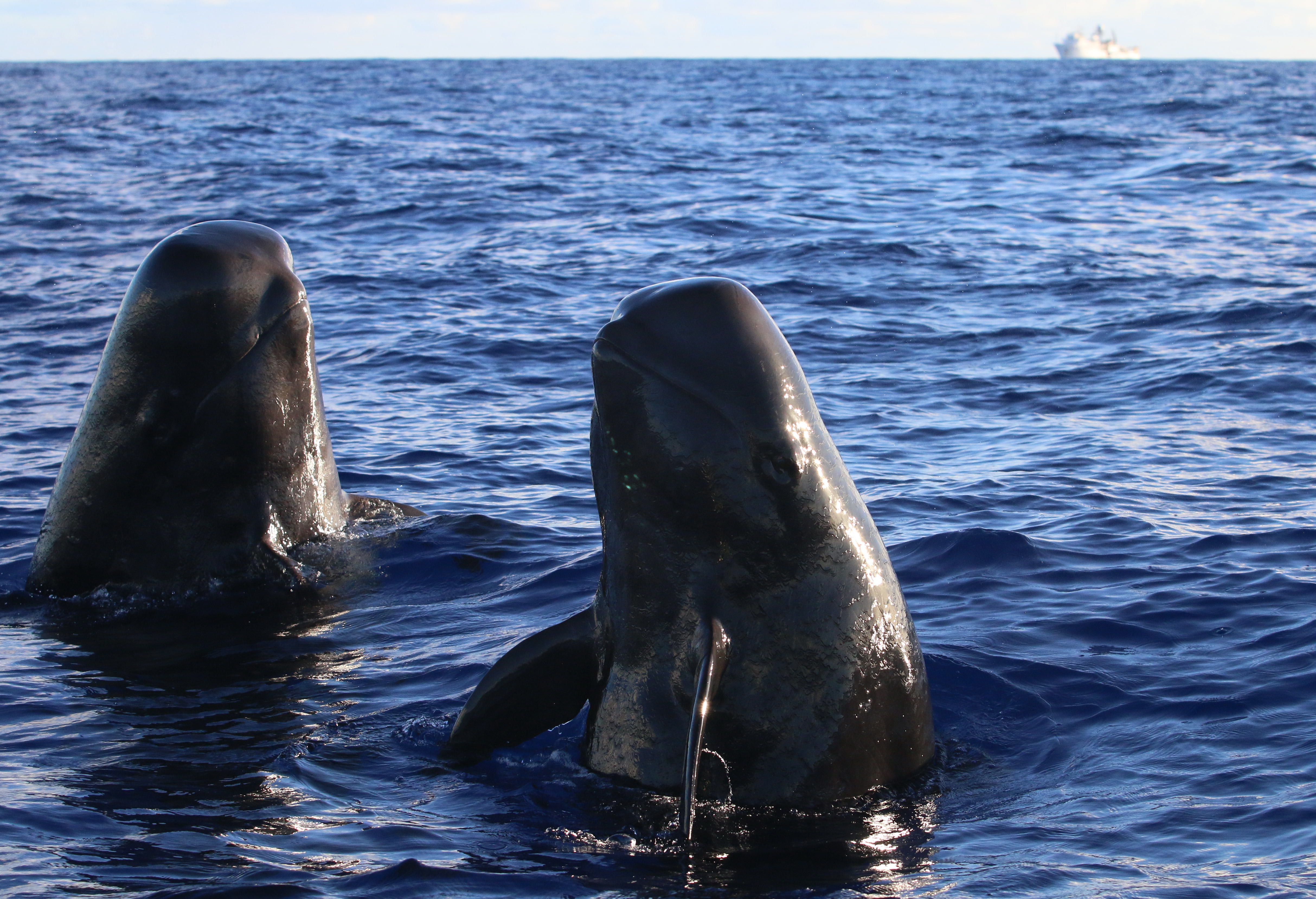 Image: Sailing the High Seas: Two Decades of Counting Whales and Dolphins in Hawaiian Waters