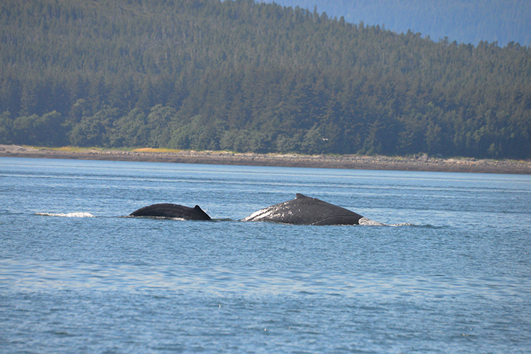Image: NOAA Fisheries Identifies Stranded Whale in Alaska as Calf Known as Tango