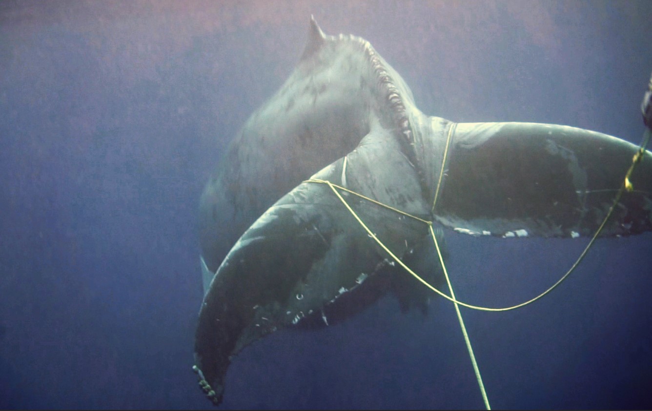 Image: Report an Entangled Marine Mammal