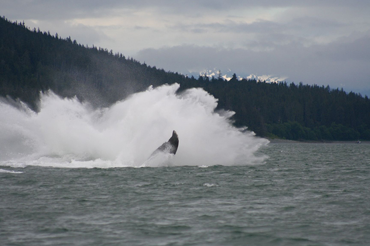 Image: Whale Watching Operators Around Alaska Commit to Having Whale SENSE 
