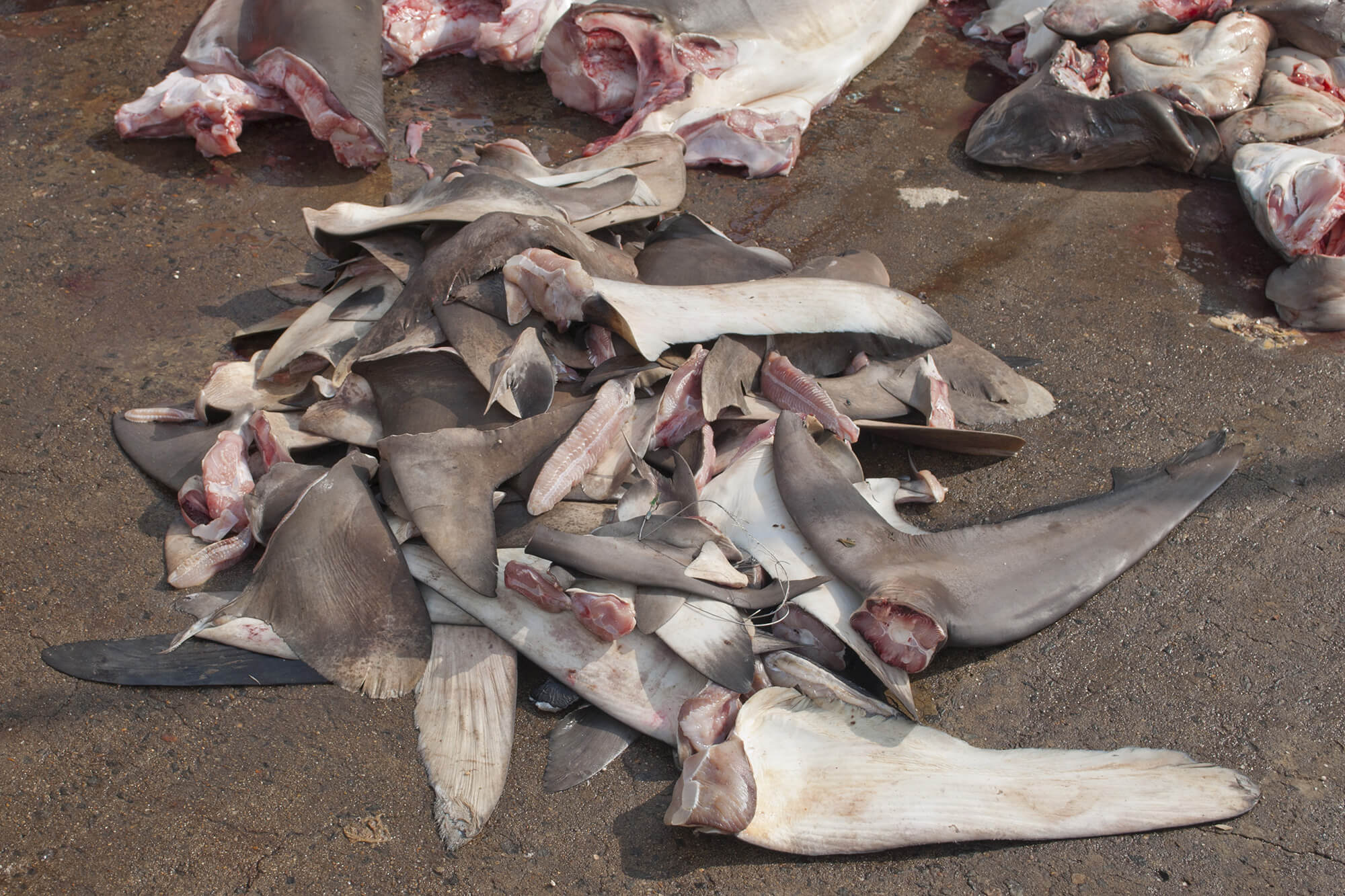 Image: United States Leads Conservation Gains in Eastern Pacific Fisheries, Benefiting Sharks and Tuna