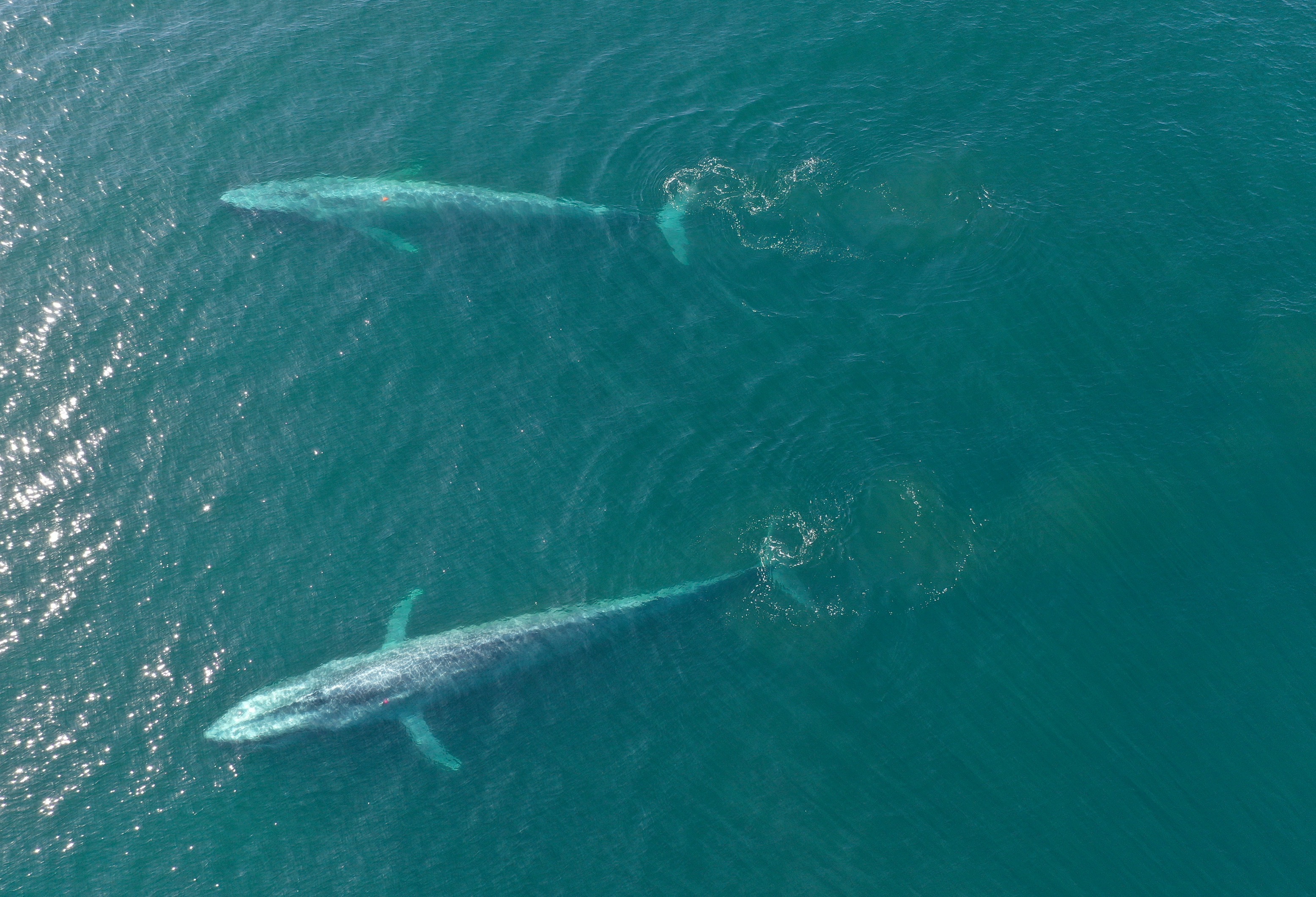 Image: New Research Predicts Effects of Marine Heatwaves on Top Ocean Predators