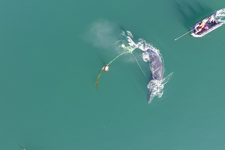 Image: Successful Effort to Rescue an Entangled Humpback Whale in Alaska