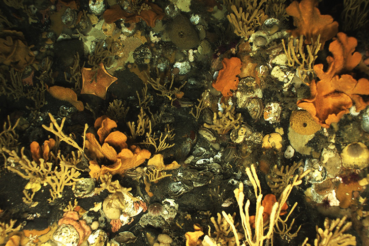 Image: Alaska Deep-Sea Coral and Sponge Research to Shed Light on Resilience of Living Fish Habitat
