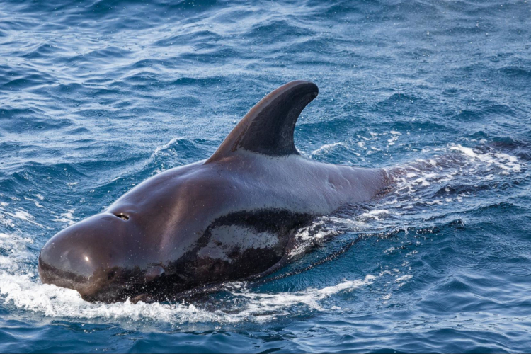 Image: A Successful Final Leg on the Gulf of Mexico Marine Mammal and Seabird Vessel Survey