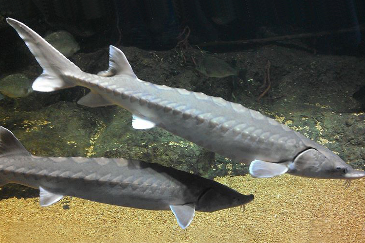 Image: Atlantic Sturgeon and Climate Change: Warming Water Impacts Spawning and Development 