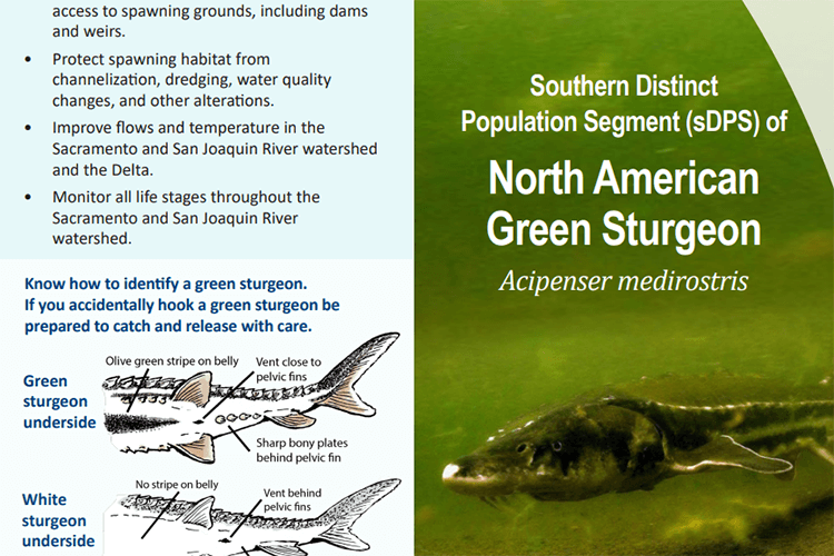 Image: Green Sturgeon Brochure