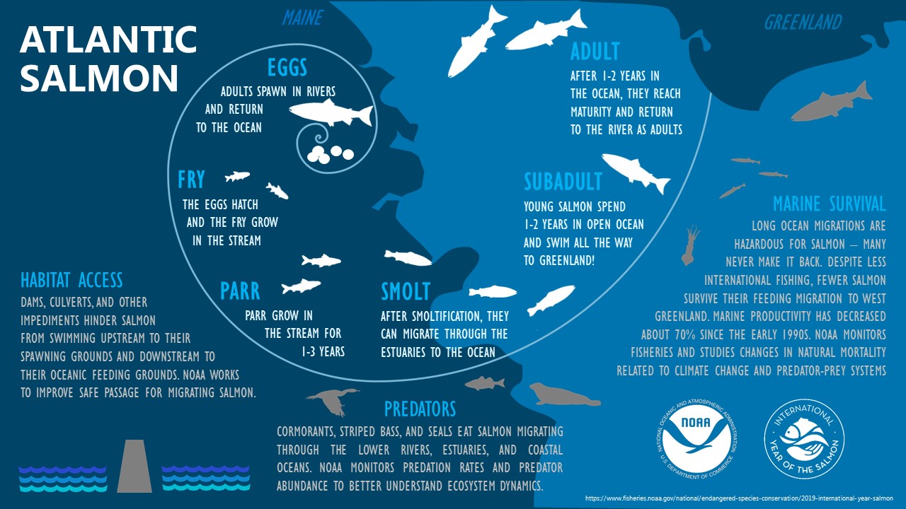 Atlantic Salmon: Lifecycle, Endangerment, and Preservation