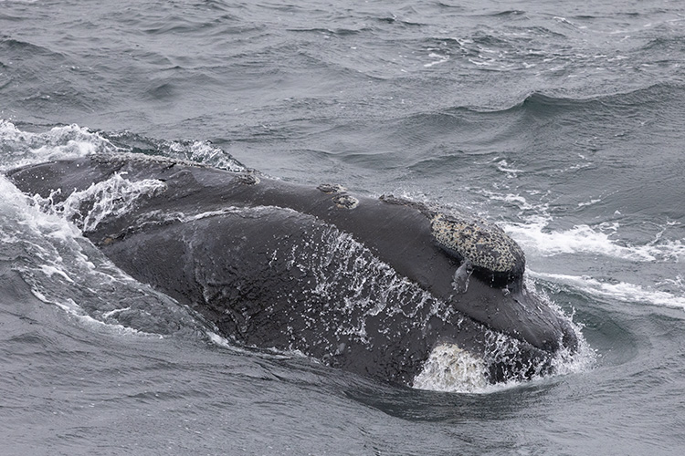 Image: Recent Sightings of Highly Endangered Eastern North Pacific Right Whales Raise Hope for Recovery