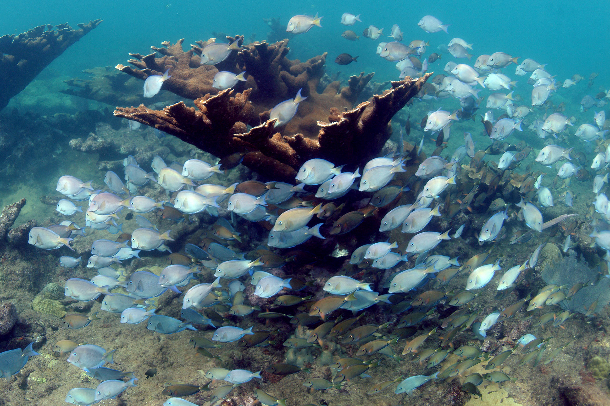 Image: New Hope for Puerto Rico’s Coral Reefs