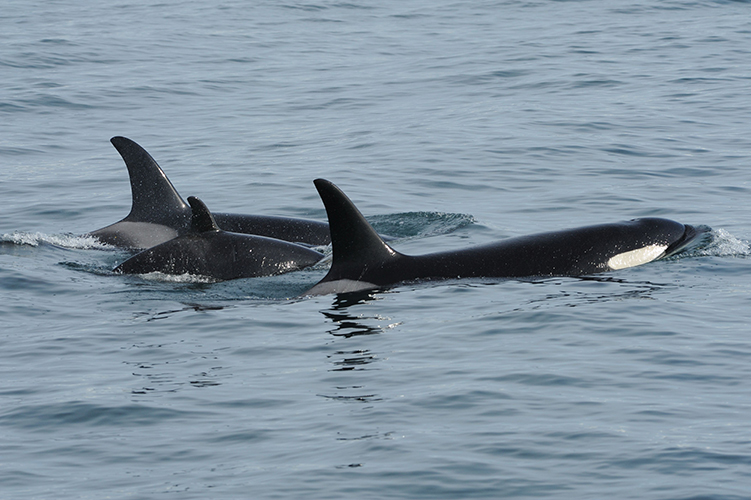 Image: NOAA Fisheries Releases Report on Killer Whale Entanglements in Alaska from 1991–2022