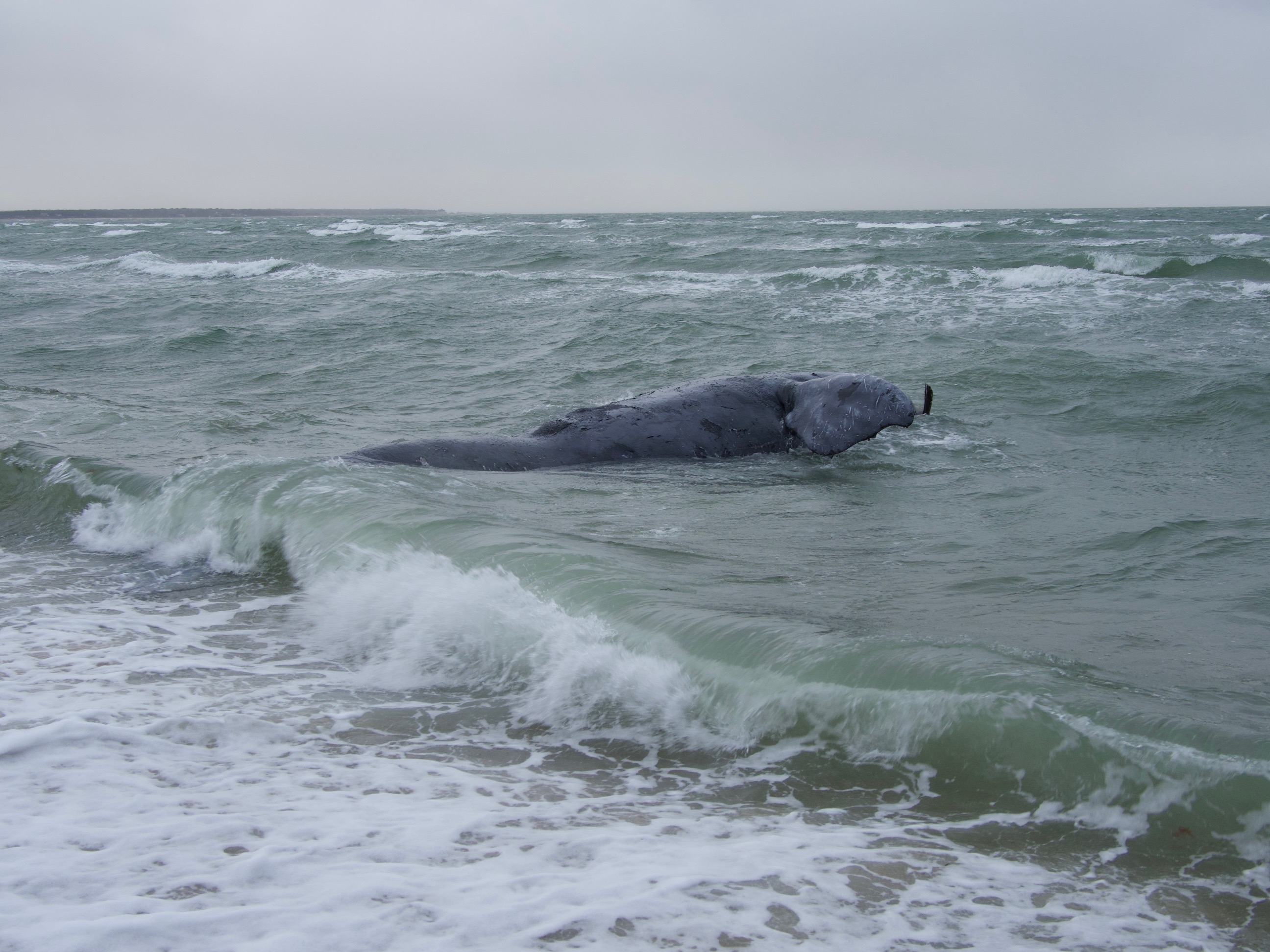 Image: Examination Continues into Cause of Whale’s Death on Martha’s Vineyard