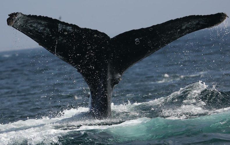 Image: A.I. Sorts Public Photos to Show Recovering Pacific Humpback Whales Hit Climate Ceiling