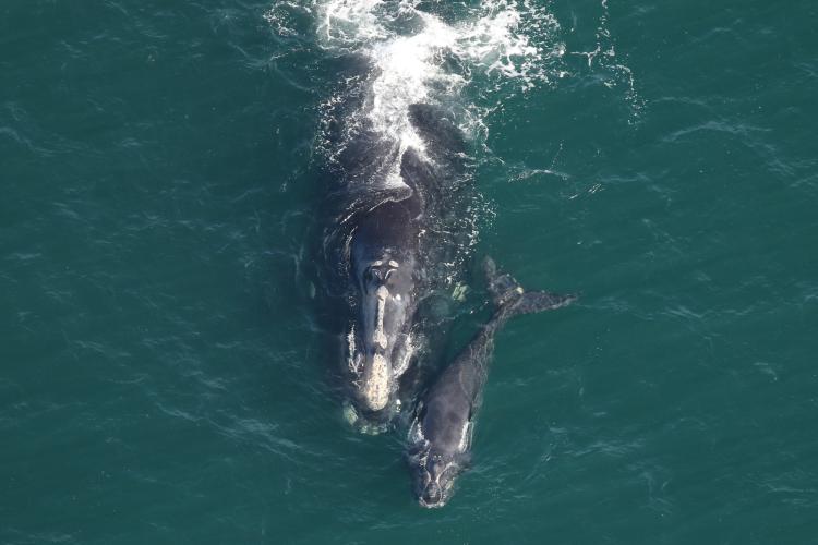 Image: Whales and Carbon Sequestration: Can Whales Store Carbon? 