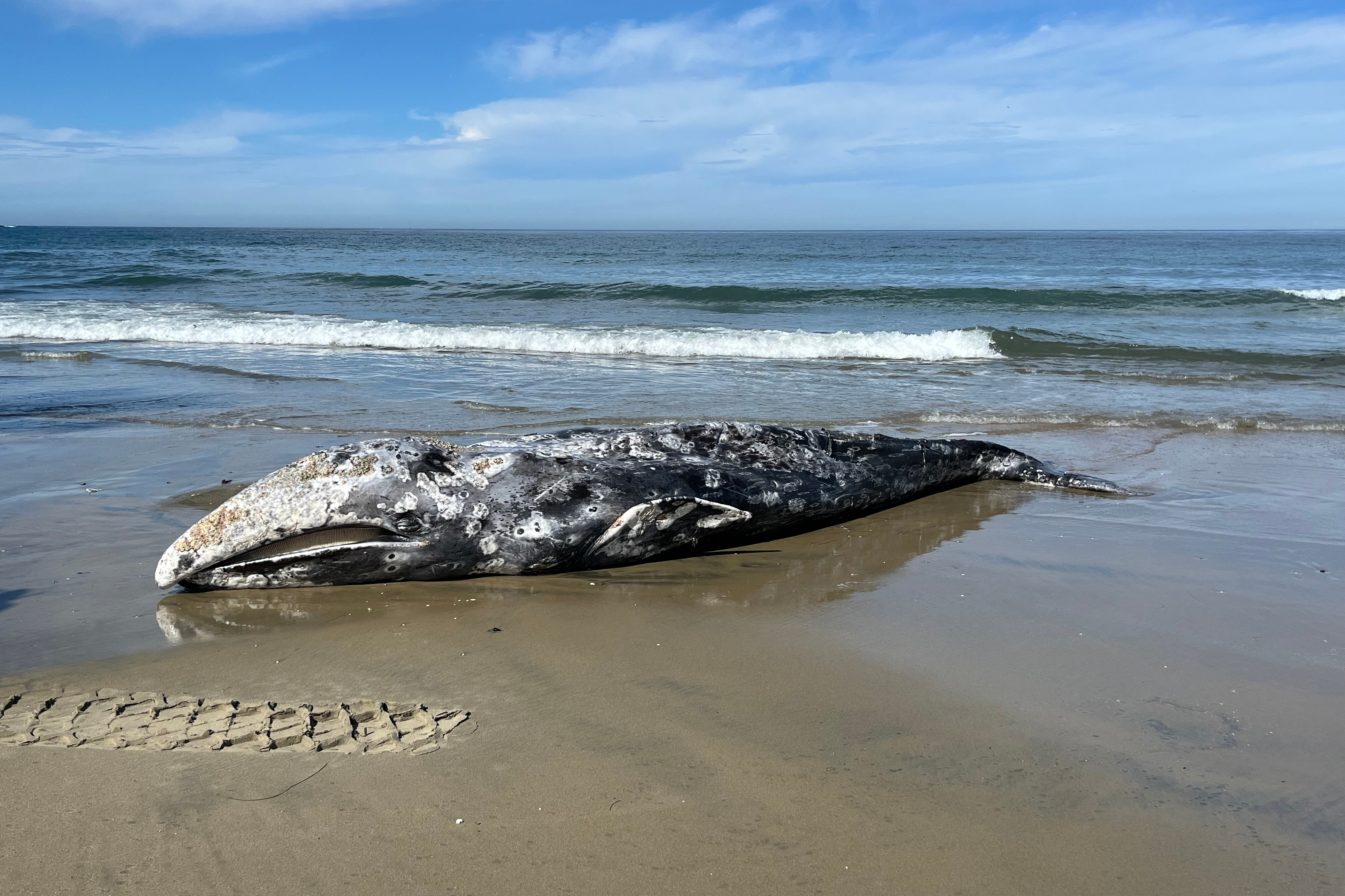 Image: Gray Whale Stranded on La Jolla Shores Beach