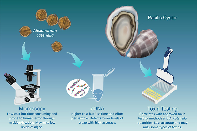 Different methods for detecting harmful algal cells