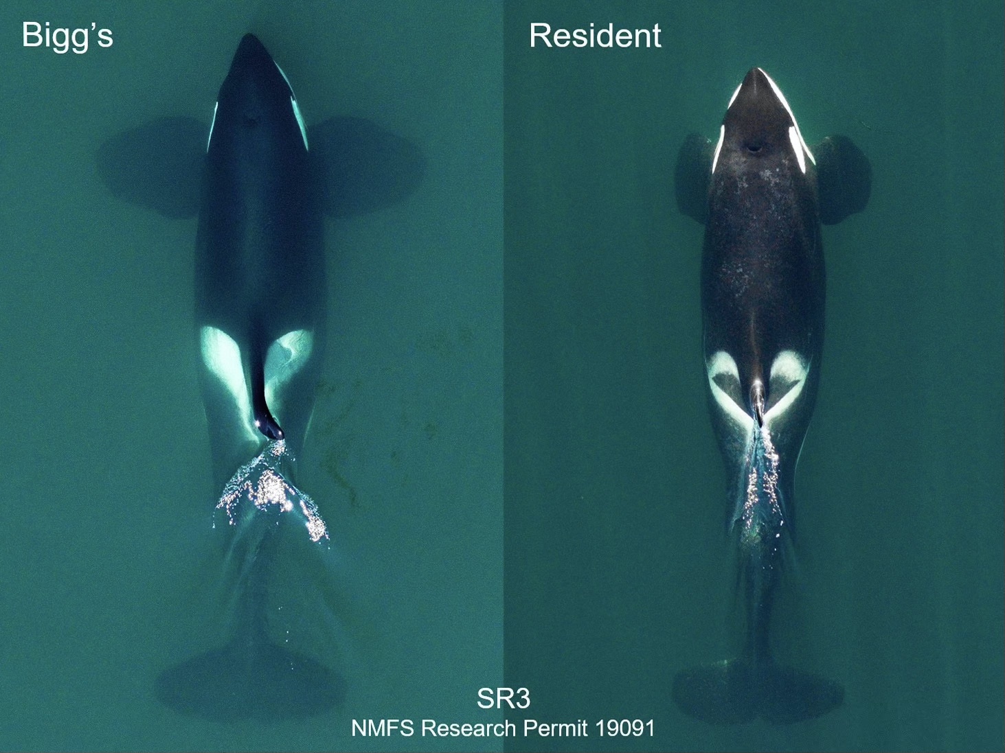 Image: New Research Reveals Full Diversity of Killer Whales as Two Species Come into View on Pacific Coast