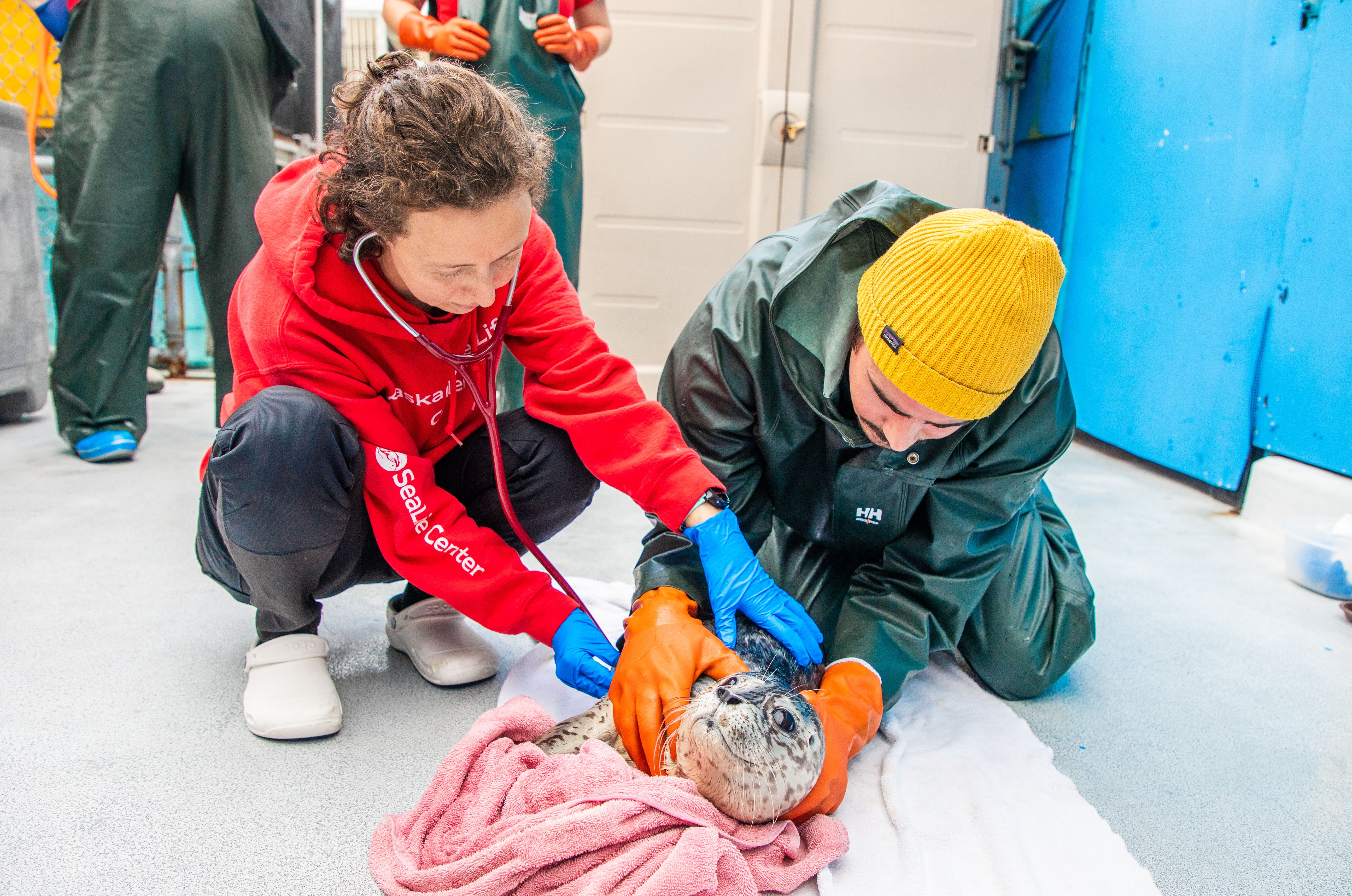 Staff at the Alaska SeaLife Center safely restrain a harbor seal pup, and use a stethoscope to listen to its heart