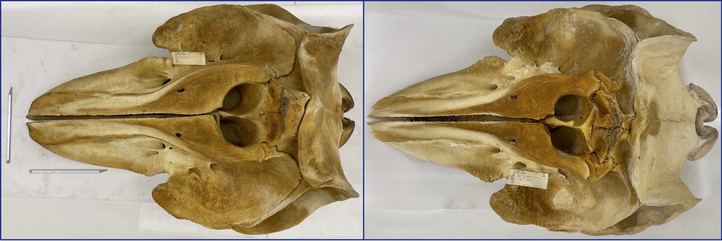 Superior view of Bigg's killer whale skull (left) and resident killer whale skull (right)