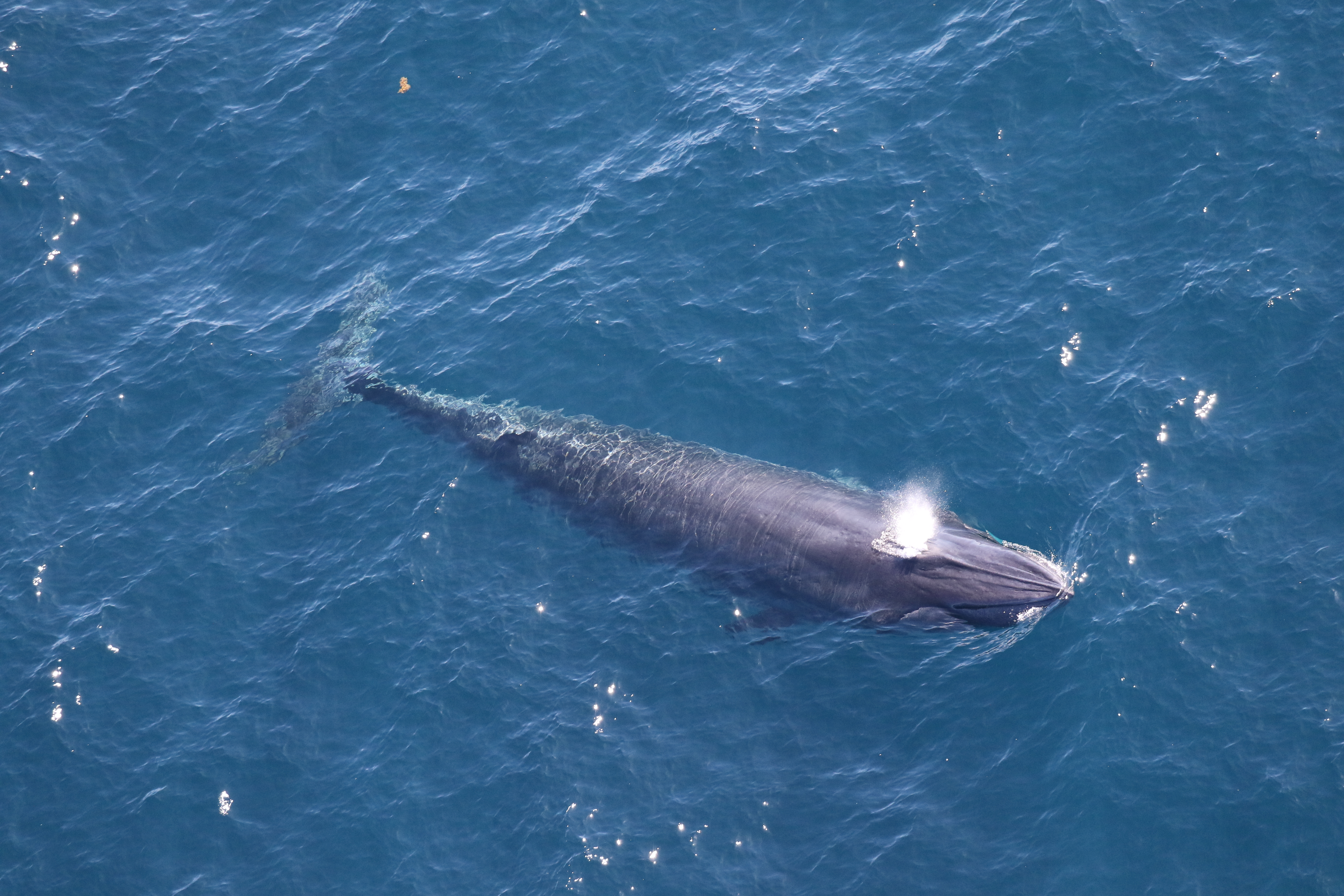 Image: Rice’s Whales Spotted in the Western Gulf of Mexico