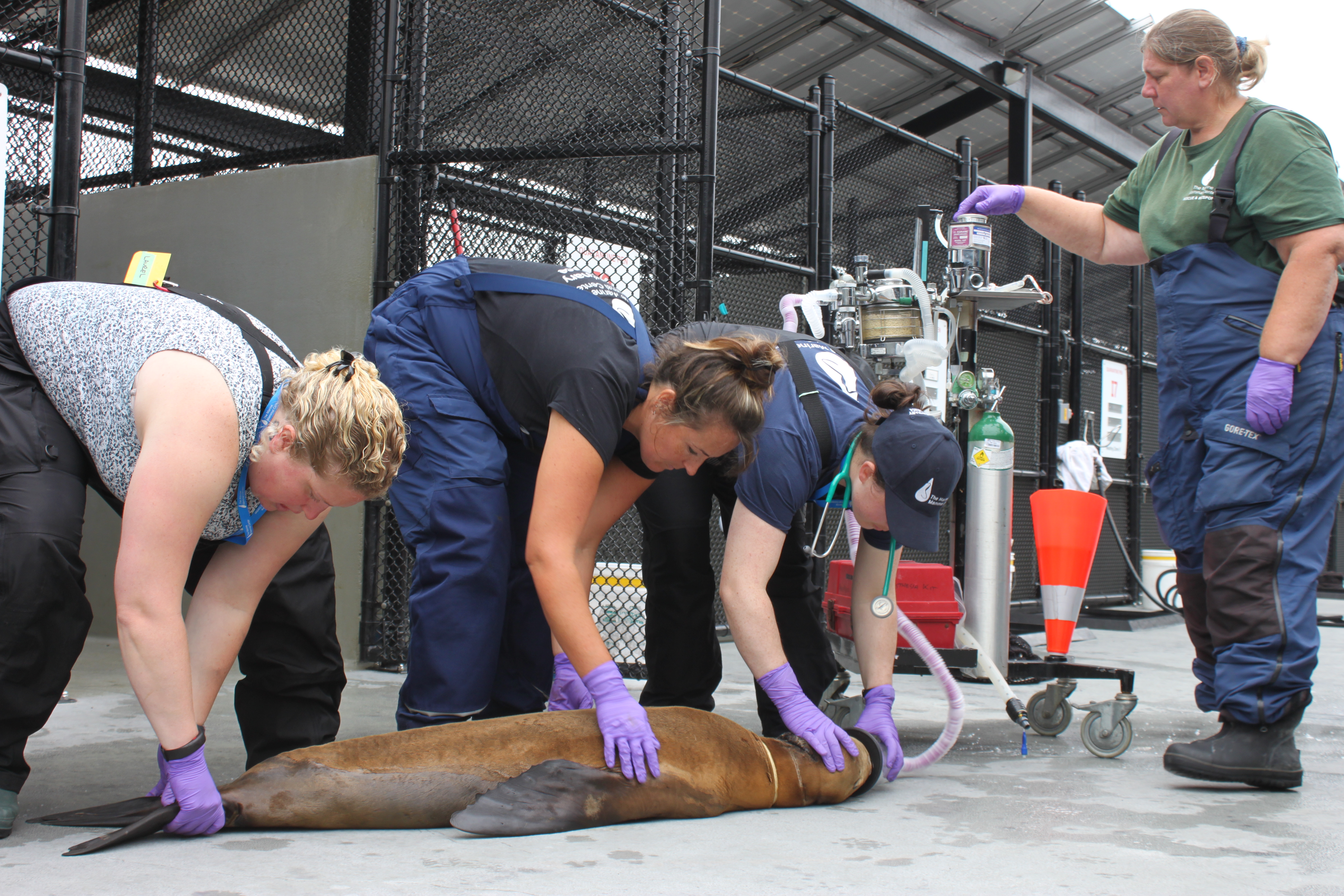 Animal care staff carefully restrain a young California sea lion in rehabilitation while it receives anesthesia ahead of a procedure to remove an entanglement.
