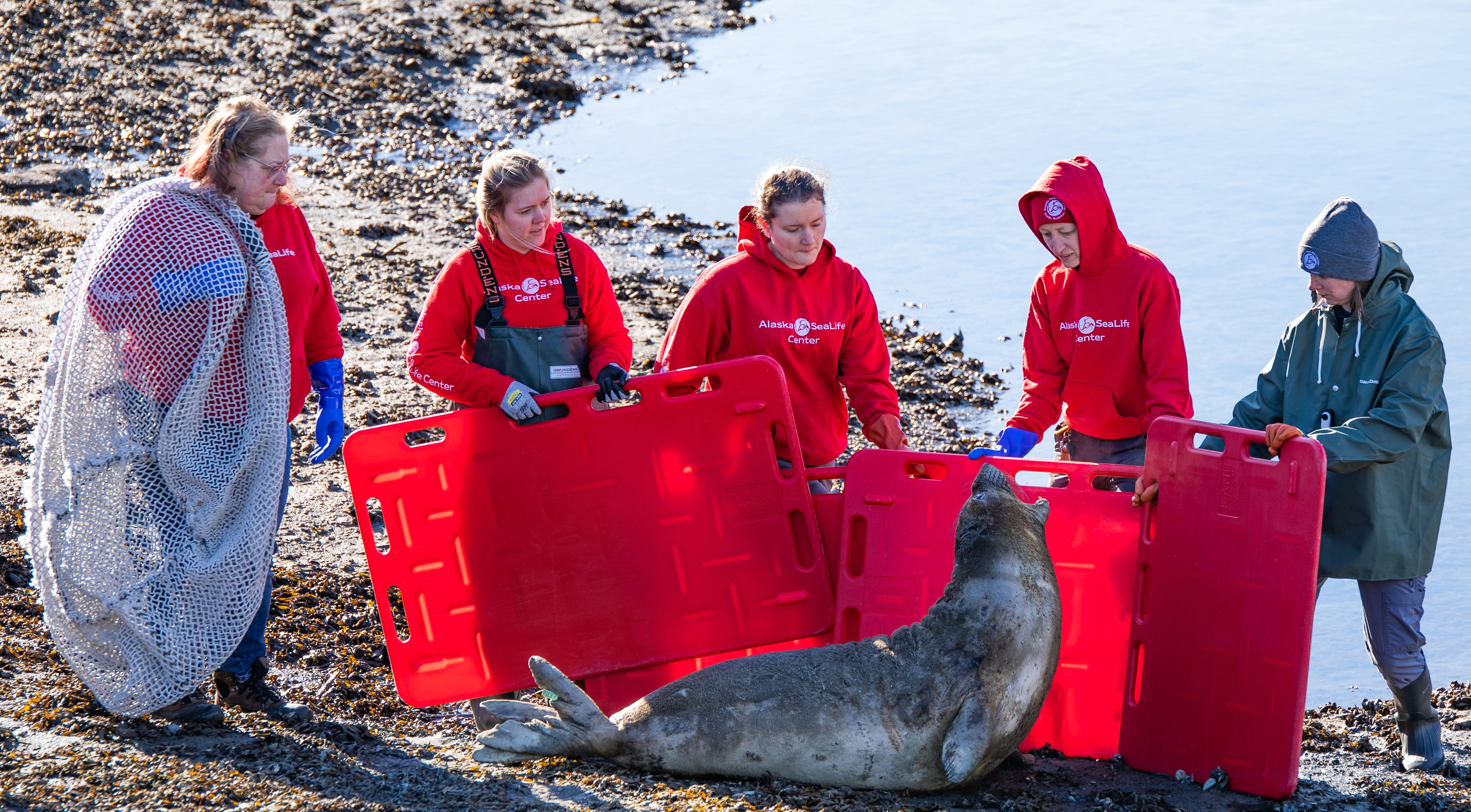 Stranding Network responders use crowding boards to influence the position and movement of a northern elephant seal prior to capture.