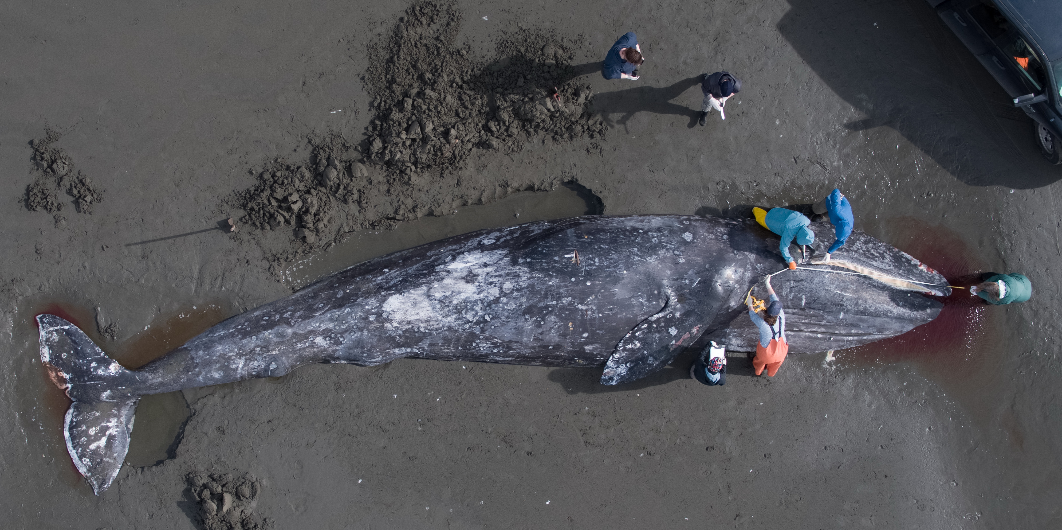 An aerial photograph of Stranding Network responders measuring the length of a dead stranded gray whale lying on a sandy beach.