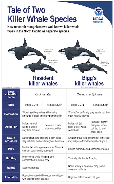 Graphic comparing resident and Bigg's killer whales 