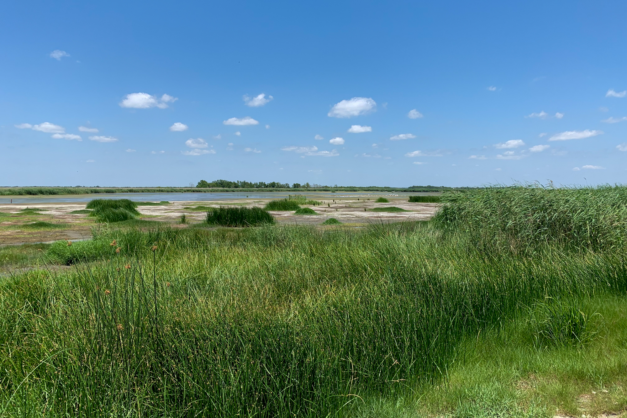 Restored ridge habitat in Bayou De Cade (Photo: Jenny Smith/NOAA)