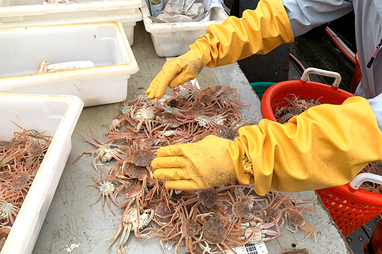 Person with yellow gloves sorting through snow crab