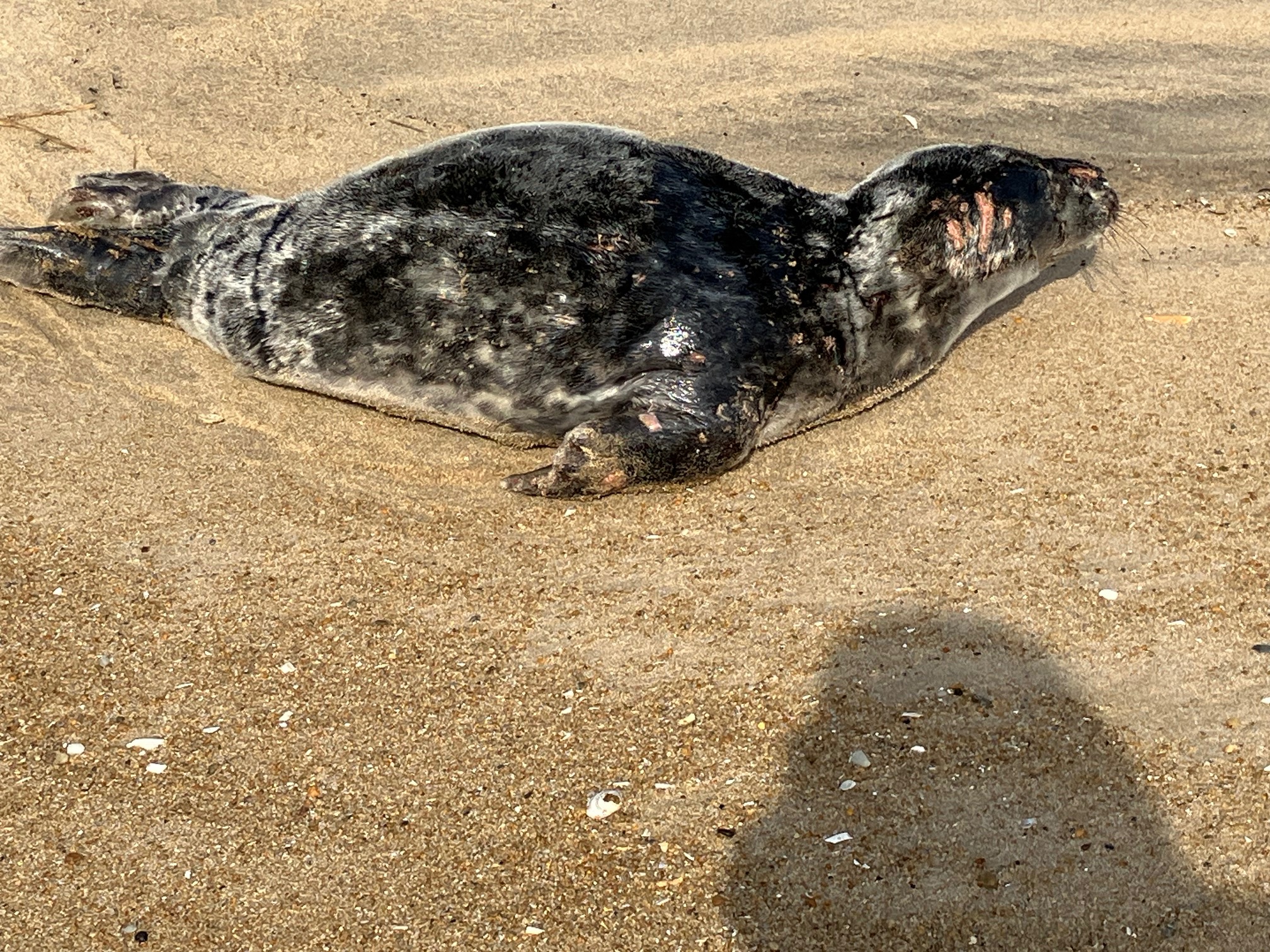 Image: Gray Seal Found Shot in Delaware