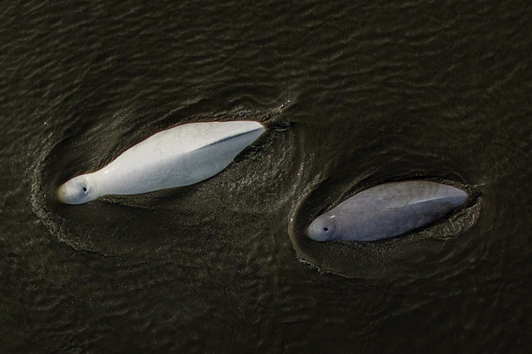 Image: NOAA Fisheries to Delay New Aerial Survey for Cook Inlet Beluga Whales Until June 2025