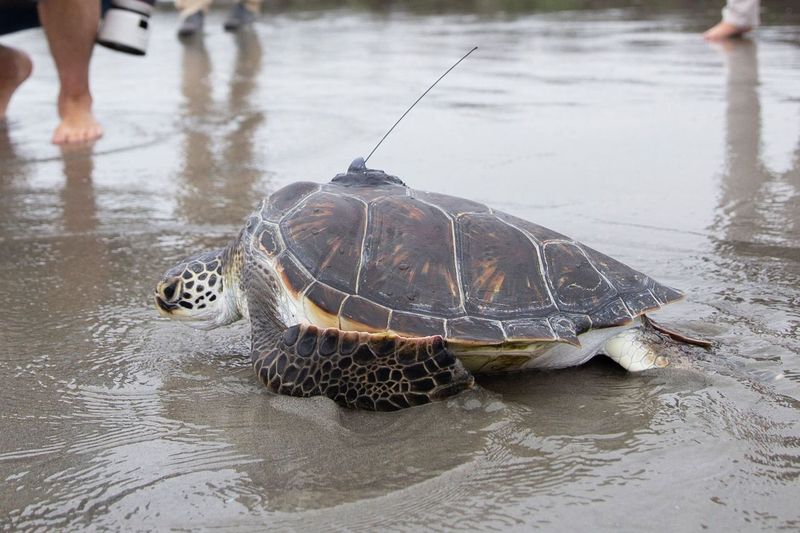 Image: Recent Grants Supporting Sea Turtle Conservation