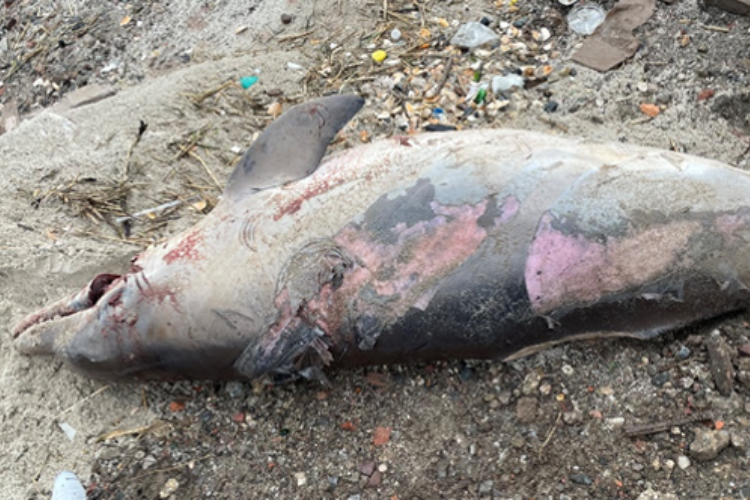 Image: Dead Dolphin Found with Missing Fins and Tail in Queens, New York