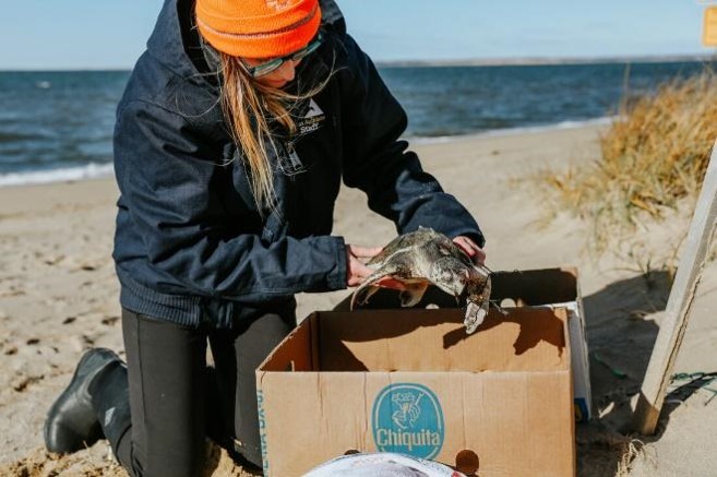 Image: Massachusetts Cold-stunned Sea Turtles: A Sign of Climate Change?