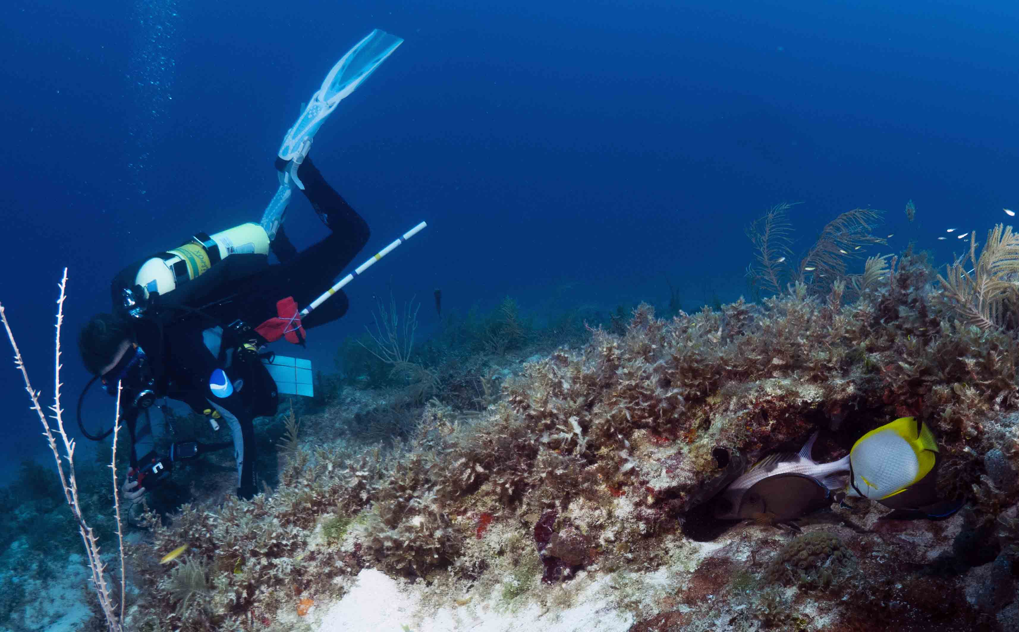 Image: Special Journal Issue Compiles Advances in Coral Reef Ecosystem Science