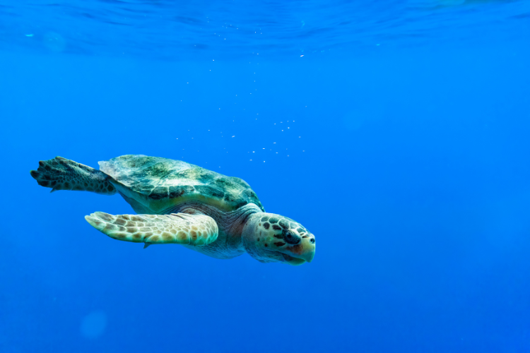 Image: Tackling Sea Turtle Bycatch with International Fishing Communities
