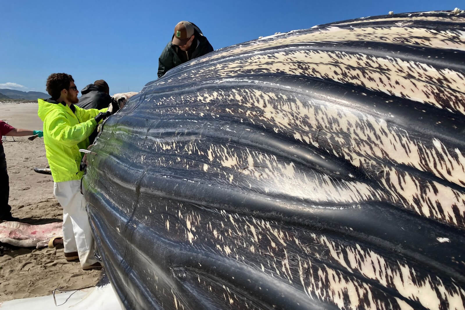 Image: A Whale of a Story: Necropsy Reveals the Health of Species and the Ocean