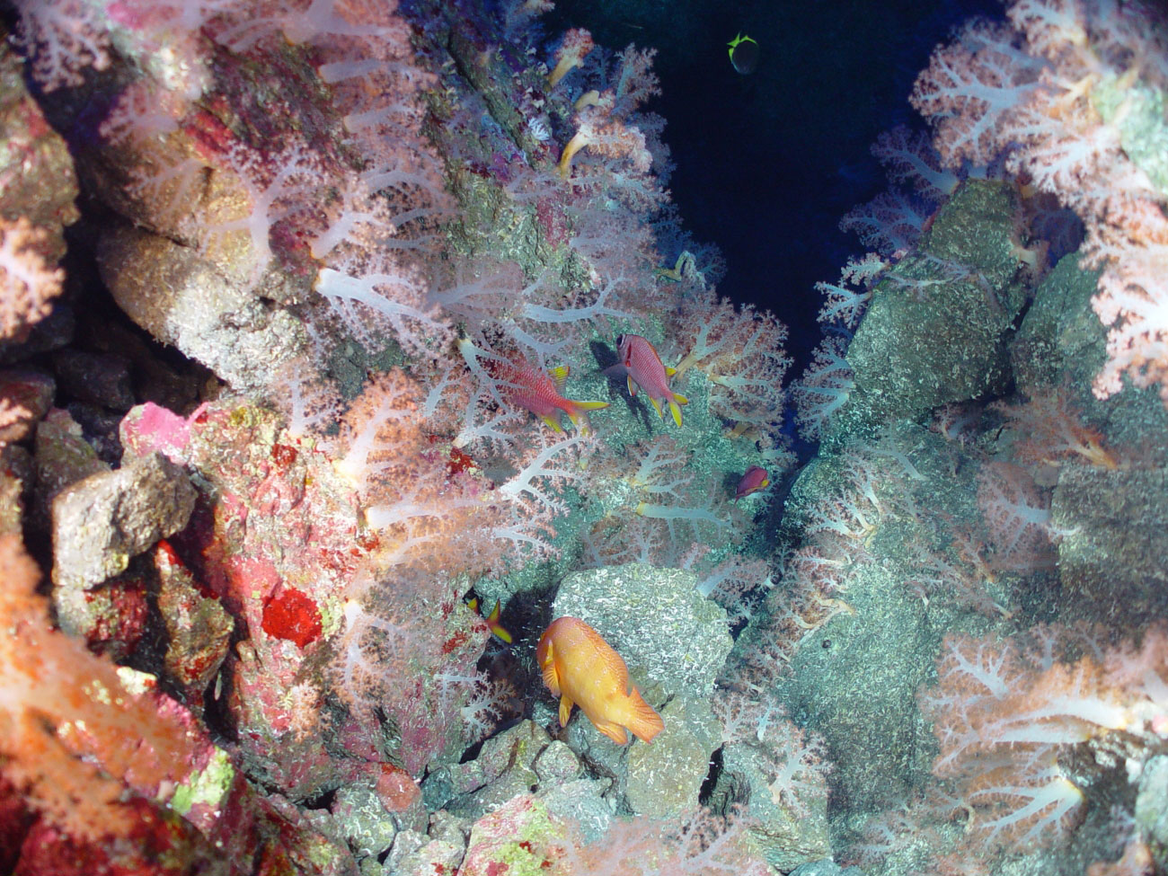 Image: Biden-Harris Administration Publishes Final Management Plan for Mariana Trench Marine National Monument
