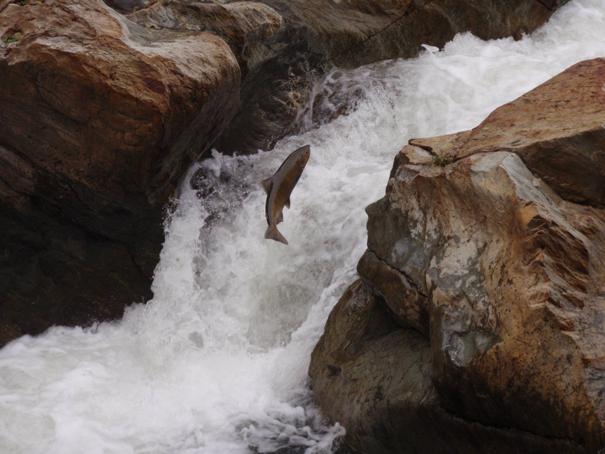 Salmon migrating upstream (Credit: Mid-Klamath Watershed Council)