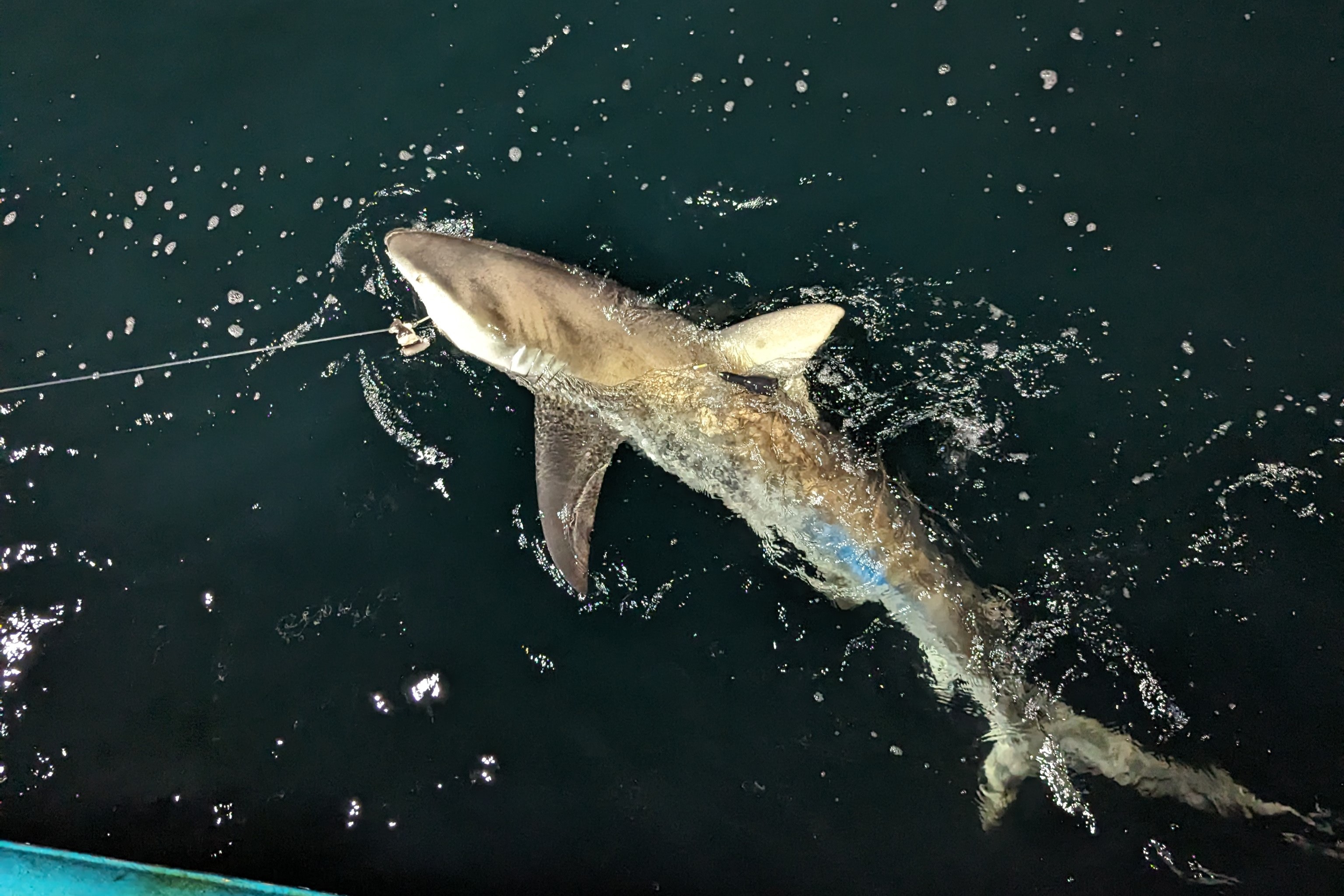 Image: Making it Count on the 2024 Coastal Shark Bottom Longline Survey